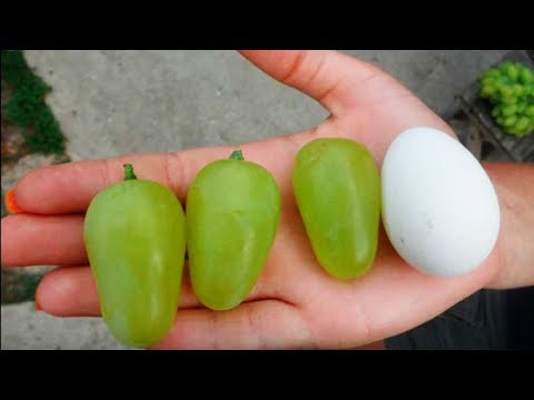 Видео: Самые крупные сорта винограда