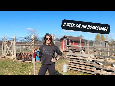 Видео: Подготовка к зиме на приусадебном участке | Посадка чеснока и подготовка к холодам