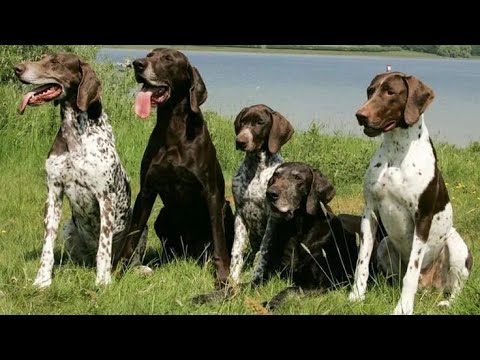 Видео: коллективная охота на зайца👍💯