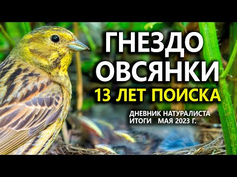 Видео: Гнездо овсянки: 13 лет поисков. Дневник натуралиста. ИТОГИ мая 2023 г.