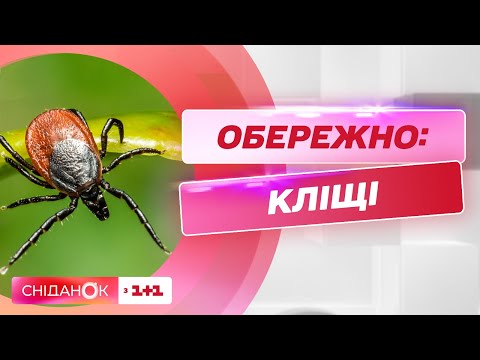 Видео: Сезон кліщів: чим вони небезпечні й що робити, якщо стався укус