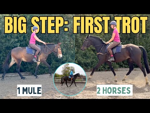 Видео: У НАС ЕСТЬ РЫСИСТЫЙ БЕГ..... | Поддержим наших 3-летних лошадей (и мулов!)