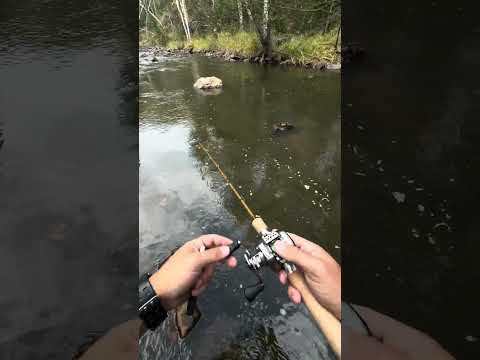 Видео: Напарник доловил крупную форель клюнувшую у меня #reels #fishing #troutfishing 