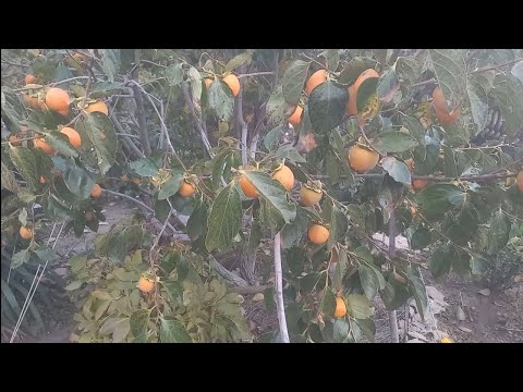 Видео: Хурма 17.10.24. Часть вторая.