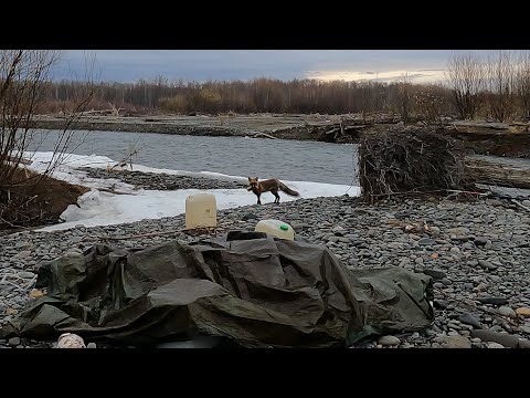Видео: Пришла Лиса. Рыбалка на горной реке Нимелен.