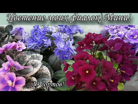 Видео: Цветение моих фиалок! Сорта мини и полу мини) 19 сортов🌷