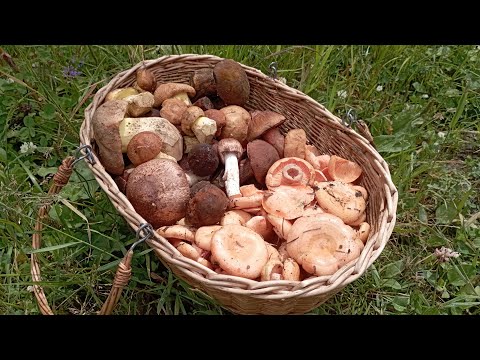 Видео: КАКОЕ РАЗНООБРАЗИЕ!!! По грибы 12 июля 2024 года.