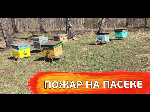 Видео: Письмо в будущее в виде липового леса. И чуть не спалил пасеку