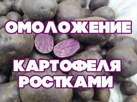 Видео: КАК ОМОЛОДИТЬ И РЕАНИМИРОВАТЬ КАРТОФЕЛЬ ( ВЫРАЩИВАНИЕ КАРТОФЕЛЯ РАССАДНЫМ МЕТОДОМ)