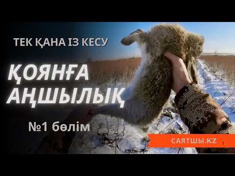 Видео: Қоянға аңшылық , тек қана ізге түсу! (1 бөлім) Охота на зайца!