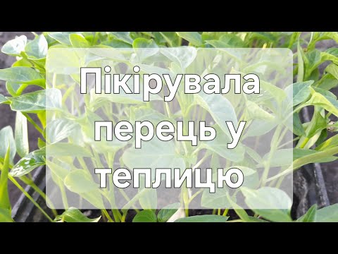 Видео: Перець у теплиці. Пікірувала розсаду перцю #перець #розсада #теплиця #парник #пересадка