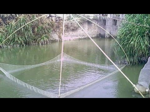 Видео: Рыбалка на подъёмник (паук). Ручей ПОЛНЫЙ КАРАСЯ!!! Кастинговая сеть на испытании.