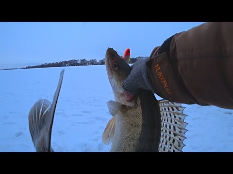 Видео: Толстые СУДАКИ клюют на яркие ВИБЫ ! Рыбалка на Оке! Ловля судака зимой!