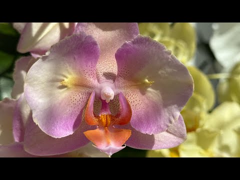 Видео: 🦋 Майское Цветение Орхидей. Долгоцветущие Орхидеи и новые роспуски.  Редкие бабочки 🦋