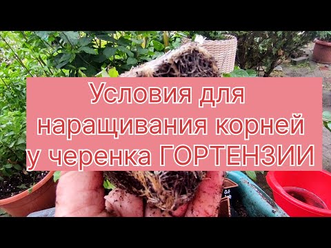 Видео: Попытаюсь рассказать как наращиваю корни у черенка МЕТЕЛЬЧАТОЙ ГОРТЕНЗИИ 🌿🌿🌿