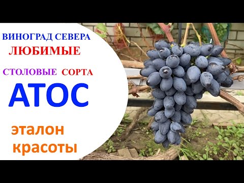Видео: Виноград Атос  в северном Подмосковье или эталон красоты и аккуратности