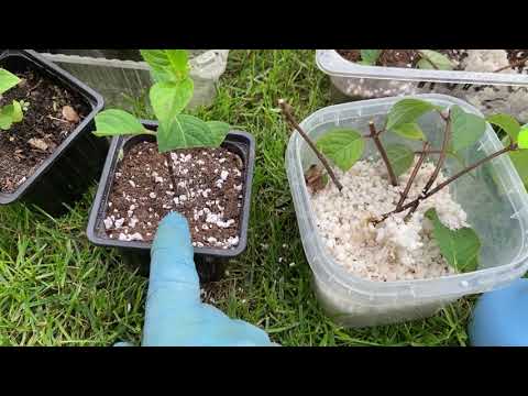 Видео: После пересадки саженцы метельчатых гибнут?! Устраните всего лишь эти 2 причины