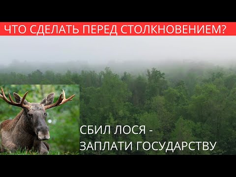 Видео: Как избежать аварии? Штраф за сбитого лося.