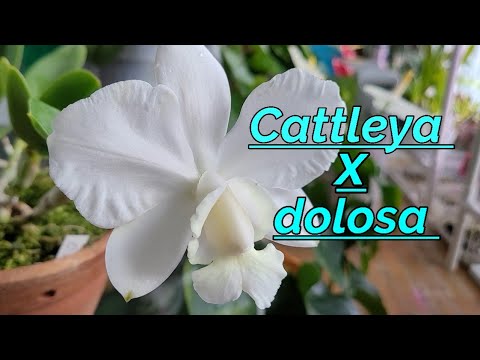 Видео: Cattleya dolosa. Первое домашнее цветение.