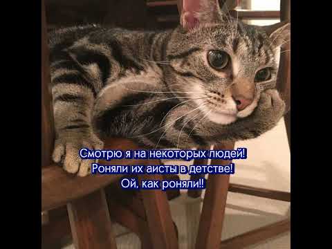 Видео: ТВОЁ ХОРОШЕЕ НАСТРОЕНИЕ ЗДЕСЬ 😻