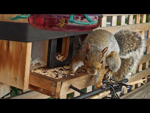 Видео: Bird feeding online cam 🐦📺🐿️ | Годівниця онлайн #bird #freding #online #cam