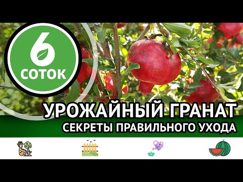 Видео: Урожайный гранат. Секреты правильного ухода. 6 соток 21.10.2024