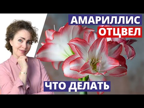 Видео: АМАРИЛЛИС отцвёл.. что дальше?