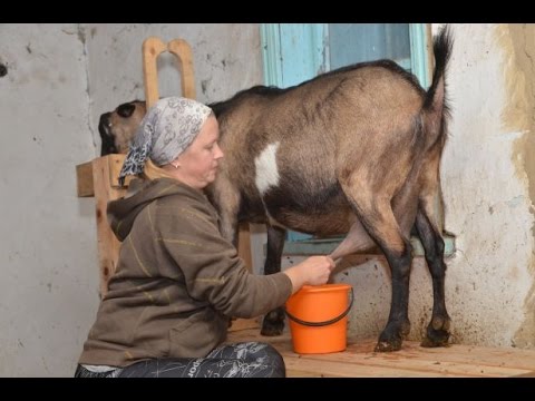 Видео: Подсобное хозяйство Руськиных. Доение коз