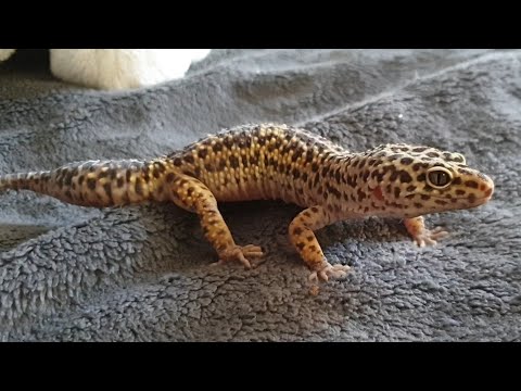Видео: Возвращение блудного ящера