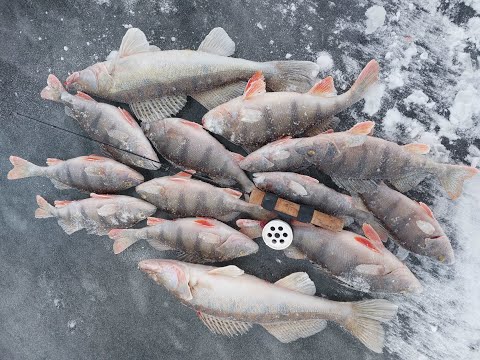 Видео: Экспедиция в зиму,  много красивой рыбы,  супер компания и просто зима,  отчёт № 352