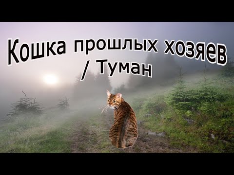 Видео: "Кошка прежних хозяев / Туман". Мистика.