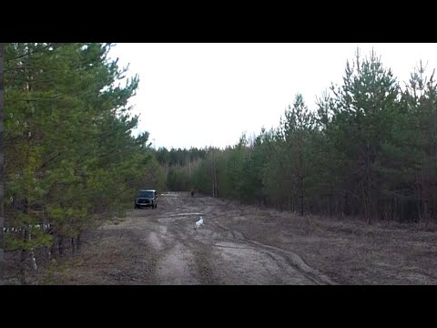 Видео: ВЕСНА. НАГОНКА. ЗАЯЦ.Русская гончая Аргон ВПКОС 6351/22 вл. Шатров В.А.#охотасгончей#топ #hunting