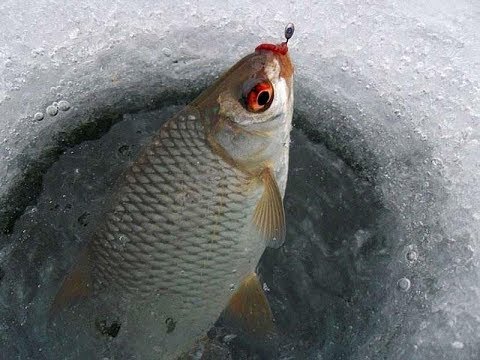 Видео: Ловля СОРОГИ по Последнему льду| Ловля ПЛОТВЫ на БЕЗМОТЫЛКУ | Рыбалка в ЗАЛИВЕ р.ВОЛГА.