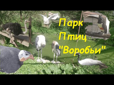 Видео: Парк ПТИЦ "ВОРОБЬИ" в Калужской области! Интересное место для семейного посещения! #паркптиц
