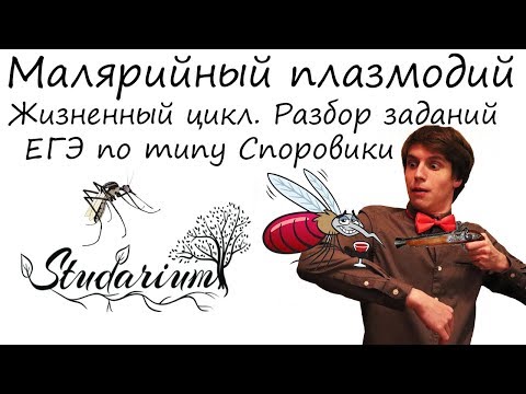 Видео: Малярийный плазмодий. Жизненный цикл малярийного плазмодия. Разбор заданий ЕГЭ по типу Споровики.