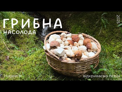 Видео: Норвезькі БІЛІ ГРИБИ, серпень 2025. Норвегія, Ulsteinvik
