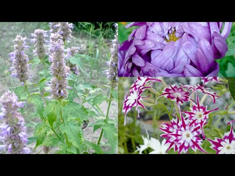 Видео: Осенние цветы в саду!🌳