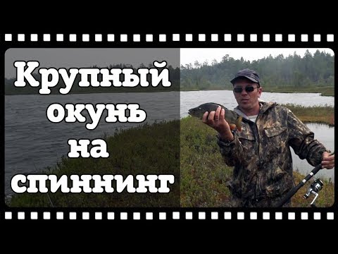 Видео: Ловля крупного окуня на спиннинг. Рыбалка на таёжных озёрах.