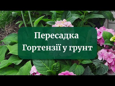 Видео: Як садити широколисту гортензію, пересадка у відкритий грунт, як пересаджувати?