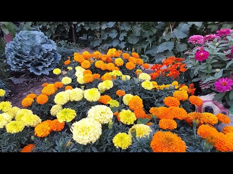 Видео: ТАКИМ СПОСОБОМ БАРХАТЦЫ ВЗОЙДУТ очень БЫСТРО как и когда сеять бархатцы на рассаду
