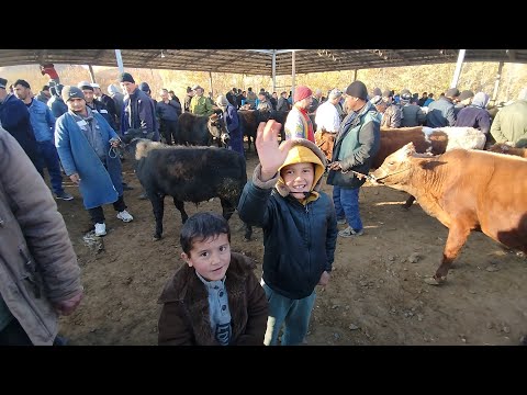 Видео: Молбозори Панчакент дупулла нарху навои чорво. 14 11 2025.