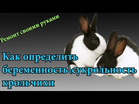 Видео: Как определить беременность\ сукрольность крольчихи легким способом