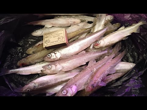 Видео: Ловили на дамбе корюшку, но оказалось что там ловится ещё и салака