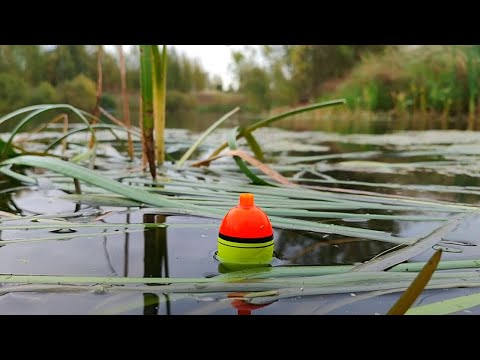 Видео: ОСЕННИЙ ЖОР ЩУКИ на поплавочную удочку