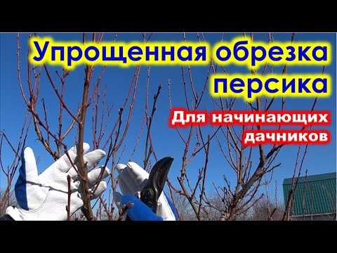 Видео: Упрощенная ОБРЕЗКА ПЕРСИКА для ДАЧНИКОВ