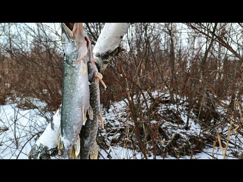 Видео: В глухозимье самый клёв!