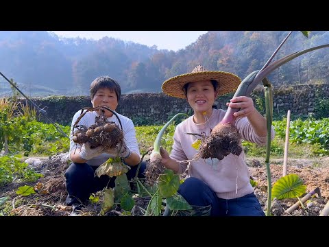 Видео: Три вида таро, попробуйте три восхитительных таро, полных аромата и хорошего вкуса.