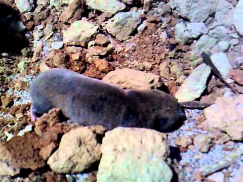 Видео: сляпо кученце ^^ part 2 :D