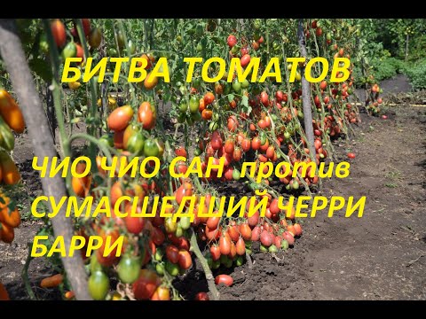 Видео: Какой сорт лучше? Легендарный томат Чио чио сан или Сумасшедший черри Барри? Битва 2-х сортов