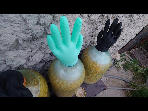 Видео: БОЧКА ПЬЯНОЙ КУКУРУЗЫ  на карпа ОТ И ДО